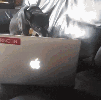 150462837254977.gif