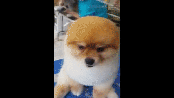 150488618953575.gif