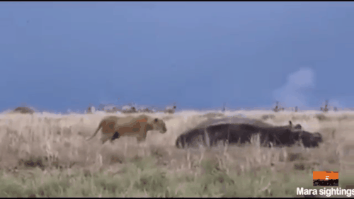 150547487682015.gif