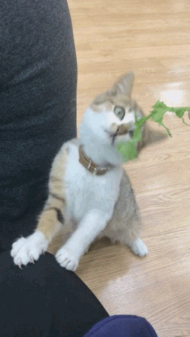 150579631525303.gif