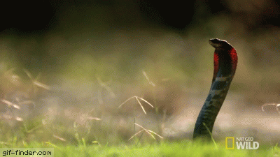 150646975527620.gif