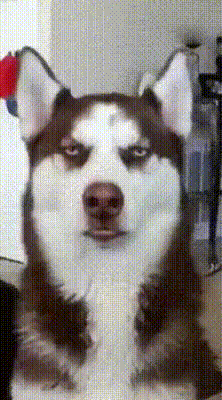 150647369537739.gif