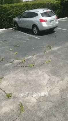 150665345351801.gif
