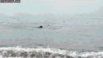 150670031311780.gif