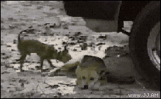 150670273589832.gif