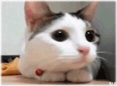 150670275027057.gif