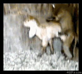 150670288378772.gif