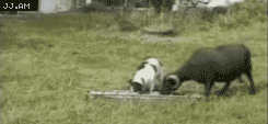 150670295641207.gif