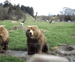 150677470365448.gif