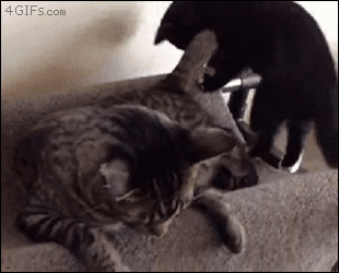150682727289281.gif