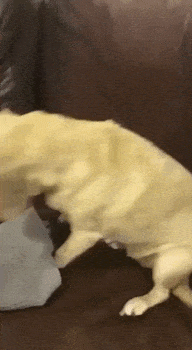 150716975894608.gif
