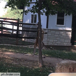 150753695551585.gif