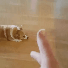 150753853527995.gif