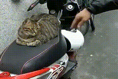150754264723297.gif