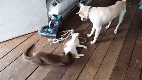 150762659249716.gif