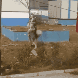 150797122112402.gif