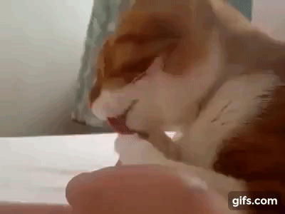 150799615256351.gif