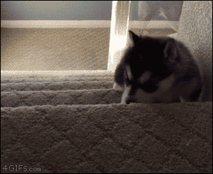 150813355385600.gif