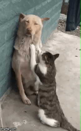 150829969125137.gif