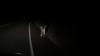 151021569973699.gif