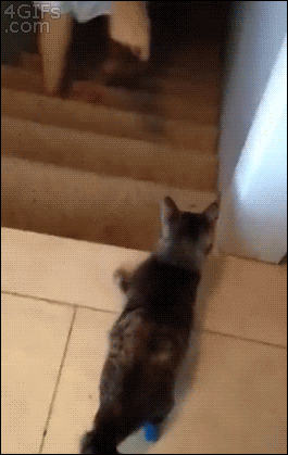 151097400897039.gif