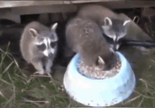 151108405018177.gif