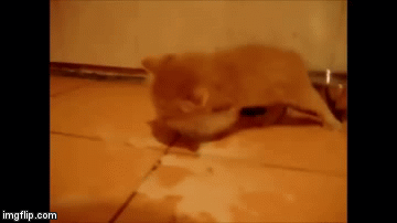 151131861593662.gif