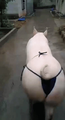 151139810929878.gif