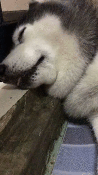 151187326449163.gif