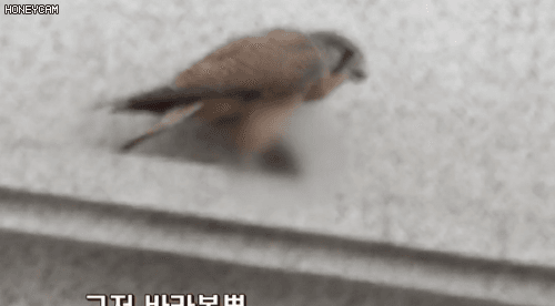 151210564160686.gif