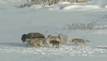 151222398948742.gif