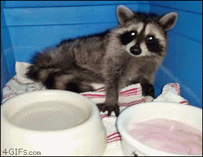 151237403169568.gif