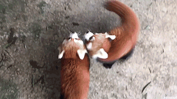 151239306251279.gif