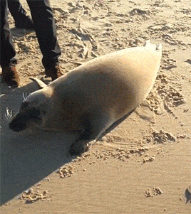 151254226212596.gif