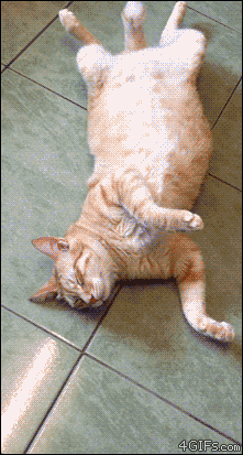 151297277327053.gif