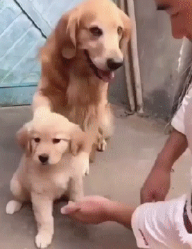 151299007488480.gif