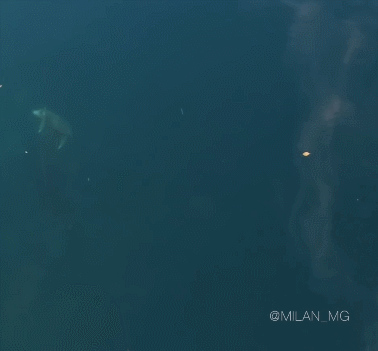 151305944571160.gif
