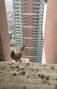 151316291352541.gif