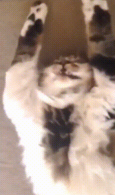 151316309554520.gif