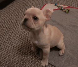 151360407212715.gif