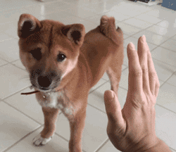 151360407294943.gif