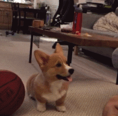 151360407370736.gif