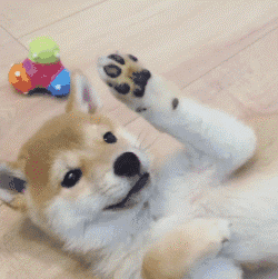 151360408020025.gif