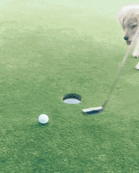 151437942075933.gif