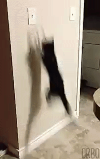 151438397599703.gif