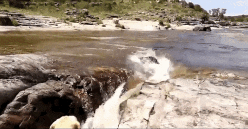 151557979725508.gif