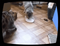 151678305167040.gif