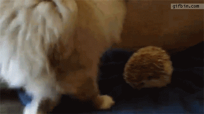 151678518642181.gif