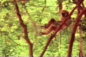 151687328725739.gif