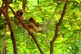 151687328962402.gif